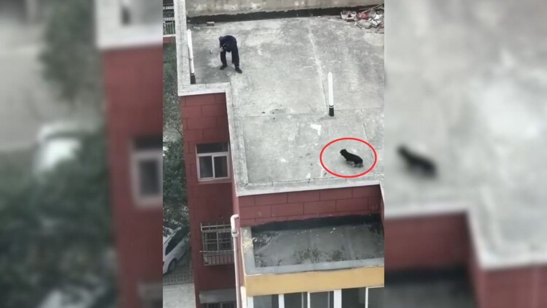 Kind-People-Went-To-Help-A-Dog-Living-On-Roof-Of-A-Building-And-Were-Shocked-By-Another-Surprise